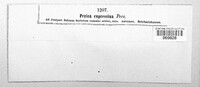 Pithya cupressina image